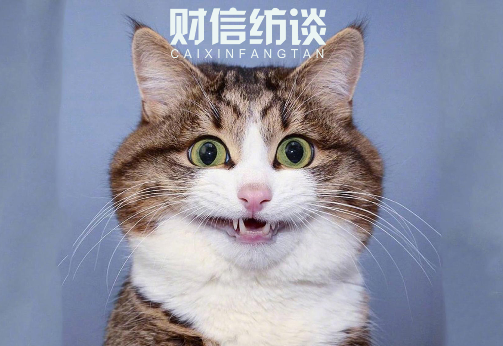 貓咪最新版本2017，探索貓咪文化的全新面貌