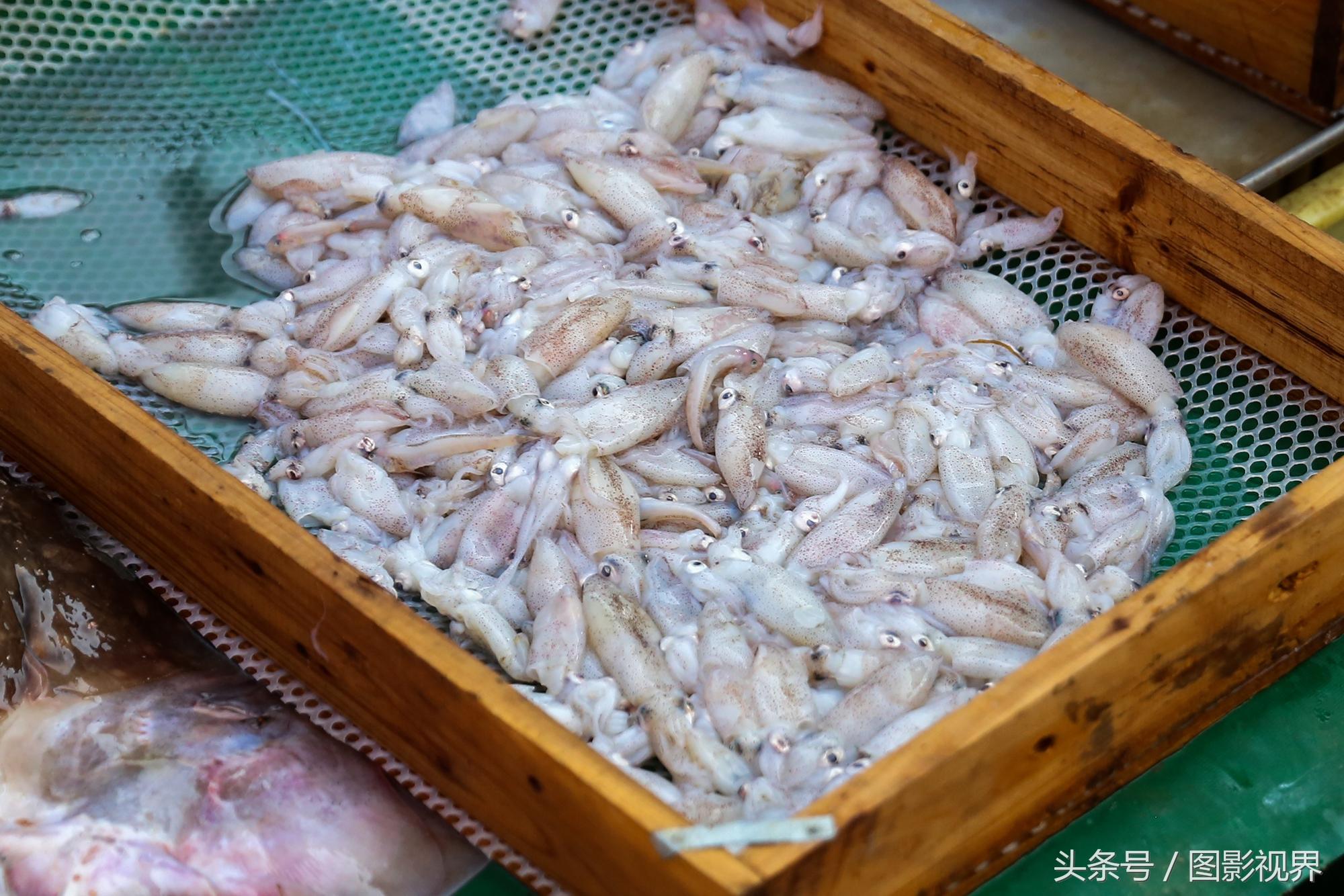 白對蝦養(yǎng)殖最新方法，提升產(chǎn)量與品質(zhì)的科技革新