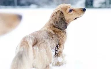 最新山東格惠犬吧，探索格惠犬的世界
