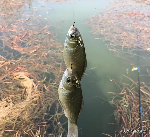 廊坊釣魚網(wǎng)最新魚訊，探索魚類的奧秘與釣魚的樂趣