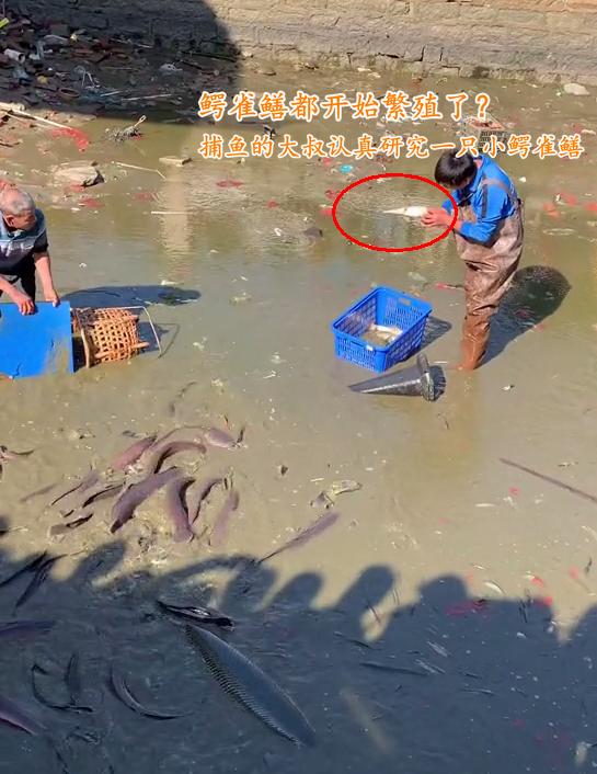 云南板橋水怪最新消息，神秘現(xiàn)象背后的真相探索